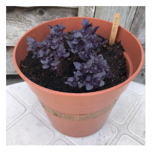 red basil in a pot