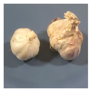 garlic types