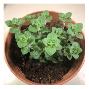 oregano hot and spicy