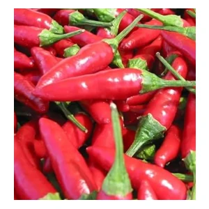 Malagueta pepper