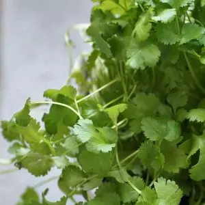 leaf coriander
