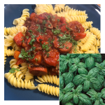 Genovese basil recipes
