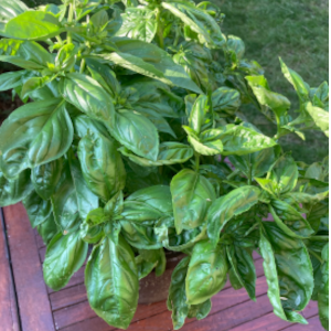 sweet basil