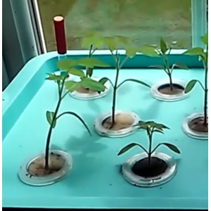 hydroponic tomatoes